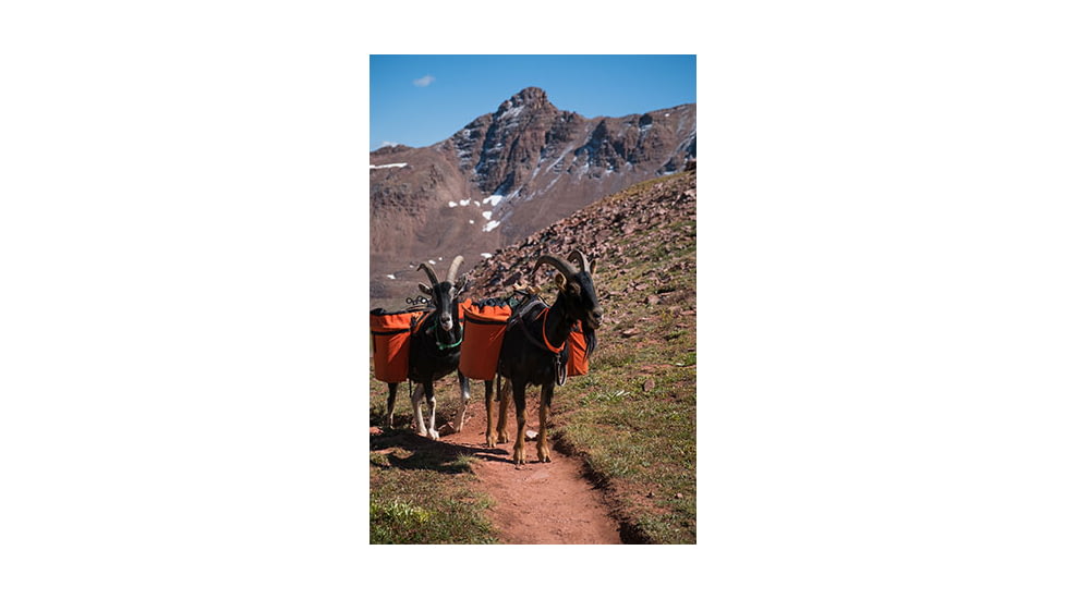 Pack Goats with Panniers