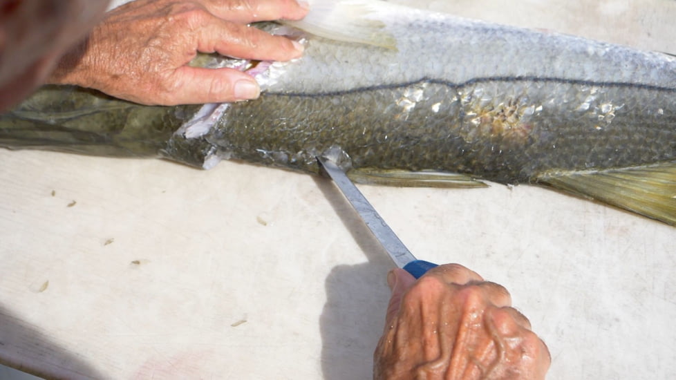 Cuda AquaTuff Fillet Knife with Blade Cover, Blue, 6in, 23045