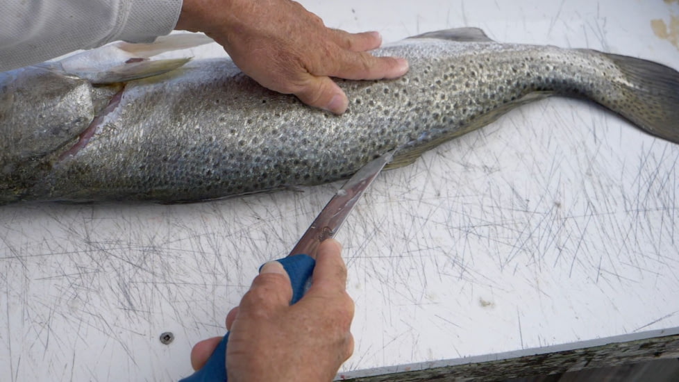 Cuda AquaTuff Wide Fillet Knife with Blade Cover, Blue, 7in, 23046