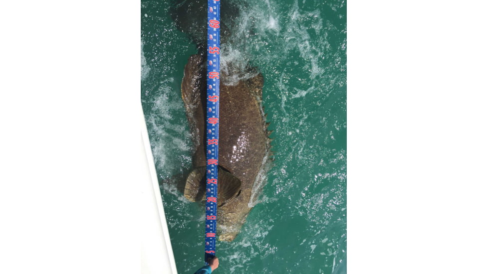 Cuda Knives Cuda Fish Measure, 120in X 2.75in, Water-Resistant, Tear-Resistant Construction, Foldable For Easy Storage, Secure End For Accurate Fish Measuring, 18135