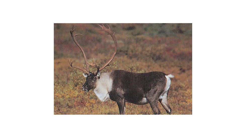 Delta McKenzie Tru-Life Target, Caribou 70495