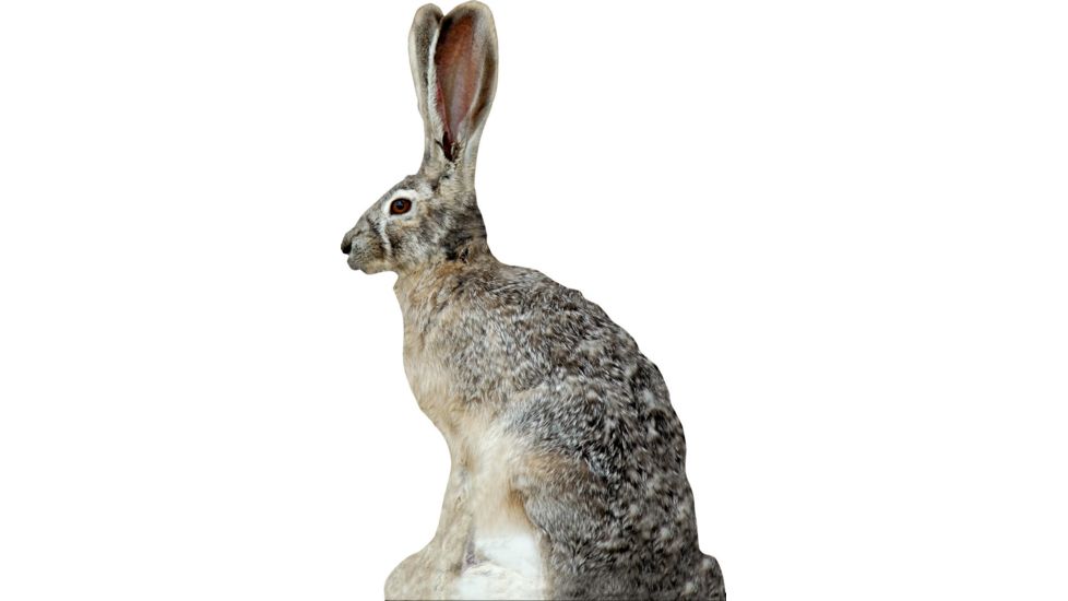 Extreme Dimension Wildlife Calls Phantom HD Decoy - Jack Rabbit ED-PD-513