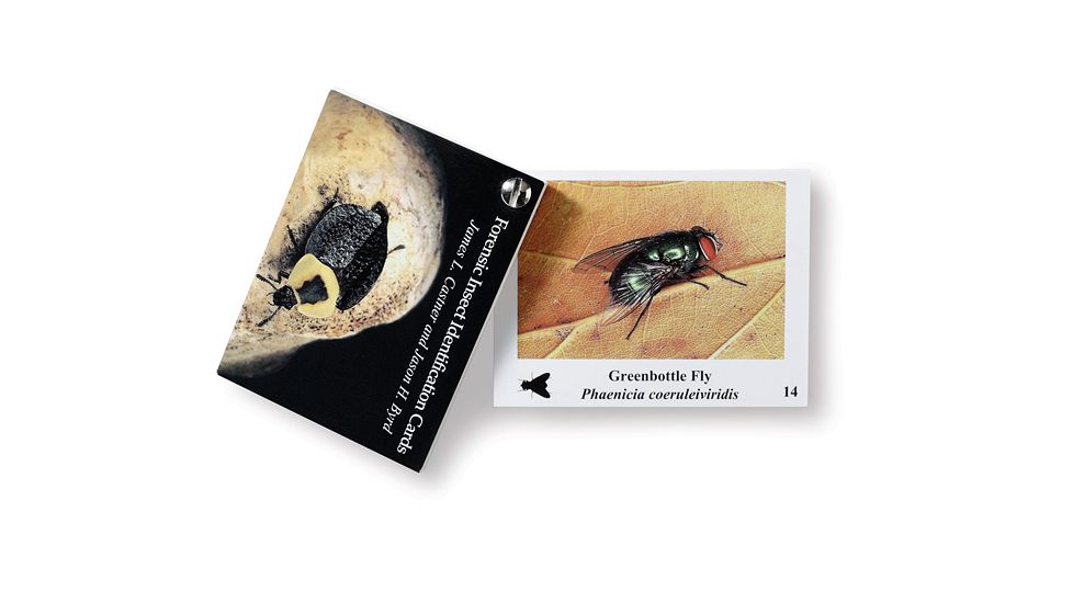 Forensics Source Forensic Insect Id Cards - 32-3379