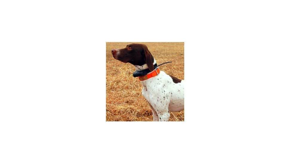 Garmin DC 30 Dog Collar