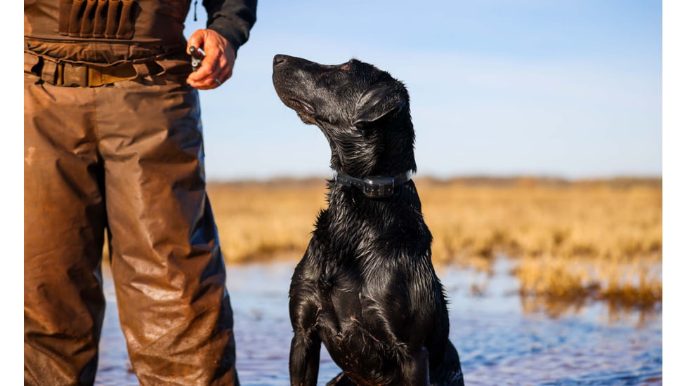 Garmin Delta SE Handheld &amp; Dog Collar Device Bundle, Black, 010-02608-00