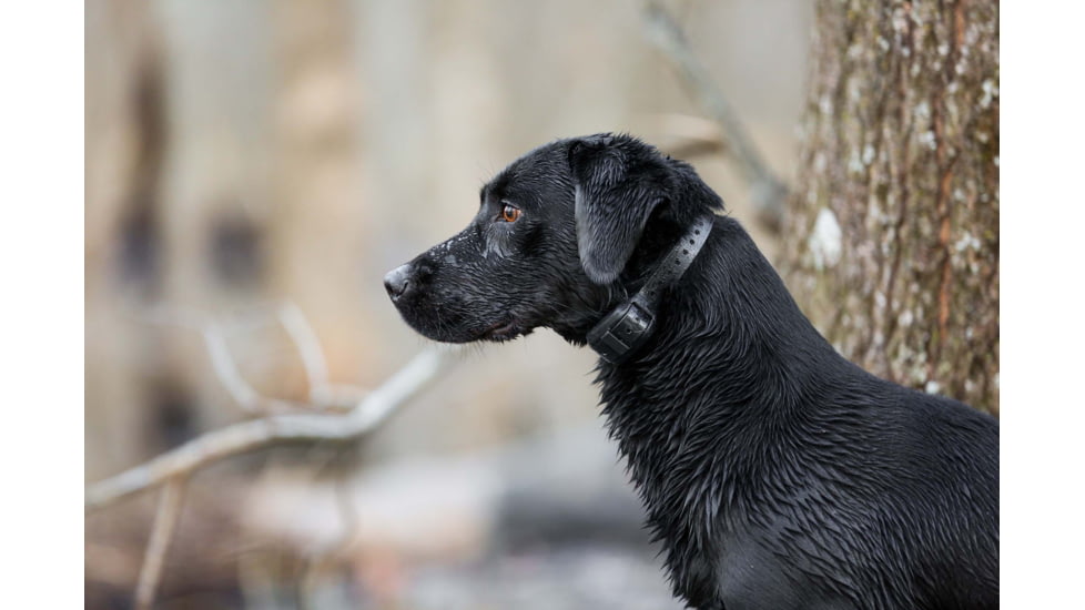 Garmin Delta SE Handheld &amp; Dog Collar Device Bundle, Black, 010-02608-00