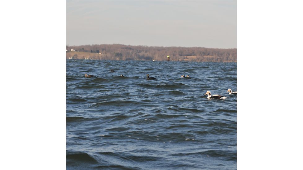Greenhead Gear Commercial Grade Long-Tailed Ducks Foam Filled,1/2 Dozen 74027