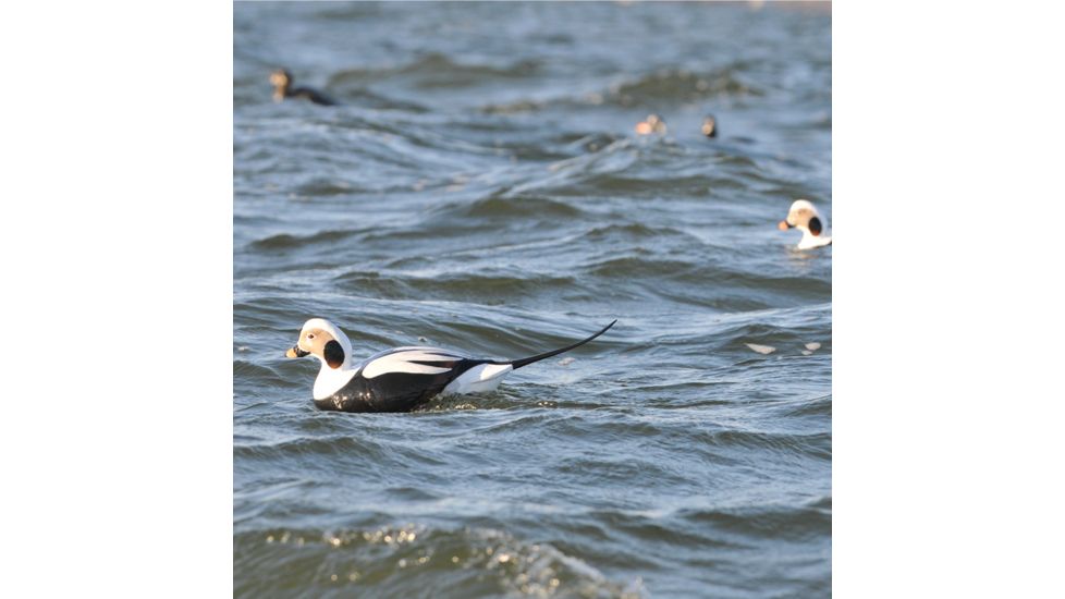 Greenhead Gear Commercial Grade Long-Tailed Ducks Foam Filled,1/2 Dozen 74027