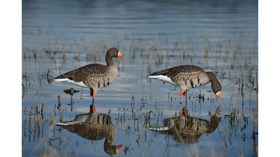 Greenhead Gear FFD Elite Full Body Specklebelly Decoy,Harvester Pack,1/2 Dozen 71813