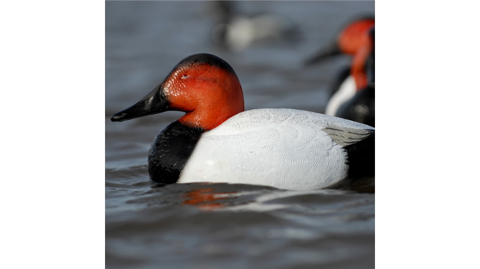 Greenhead Gear Over-Size Duck Decoy,Canvasbacks,1/2 Dozen 73049