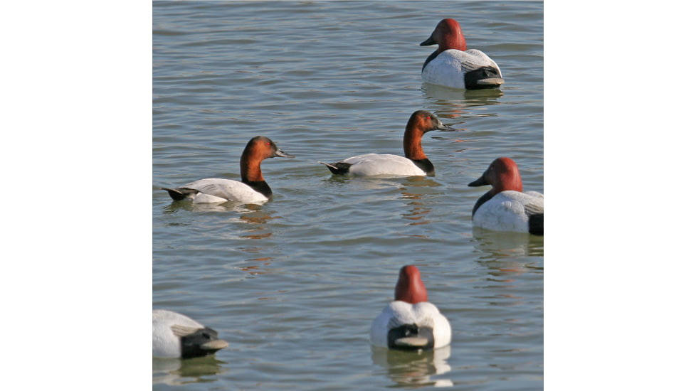 Greenhead Gear Over-Size Duck Decoy,Canvasbacks,1/2 Dozen 73049