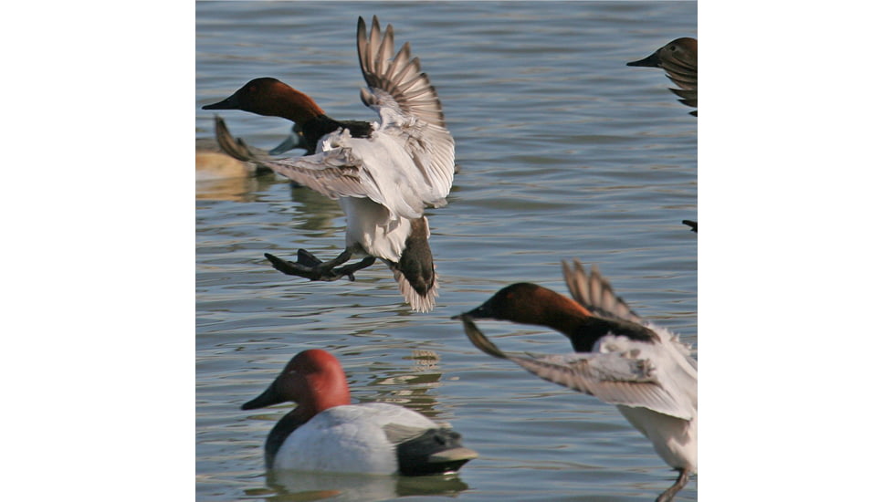 Greenhead Gear Over-Size Duck Decoy,Canvasbacks,1/2 Dozen 73049