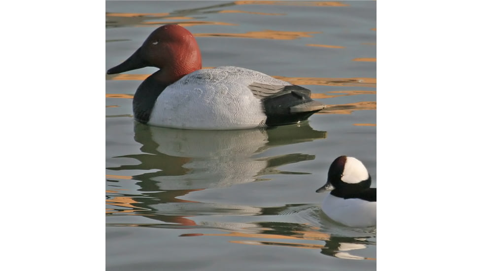 Greenhead Gear Over-Size Duck Decoy,Canvasbacks,1/2 Dozen 73049