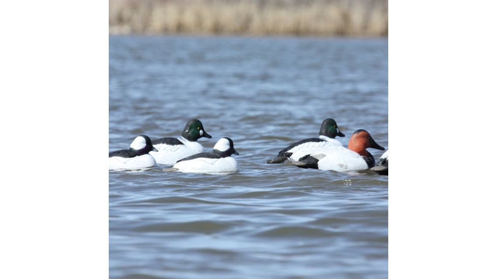 Greenhead Gear Over-Size Duck Decoy,Diver Duck Pack,1/2 Dozen 70252