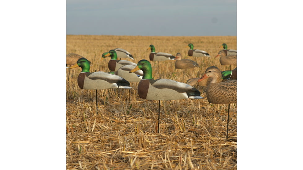 Greenhead Gear Over-Size Duck Decoy,Mallard Shells/Active Pack,Dozen 70166