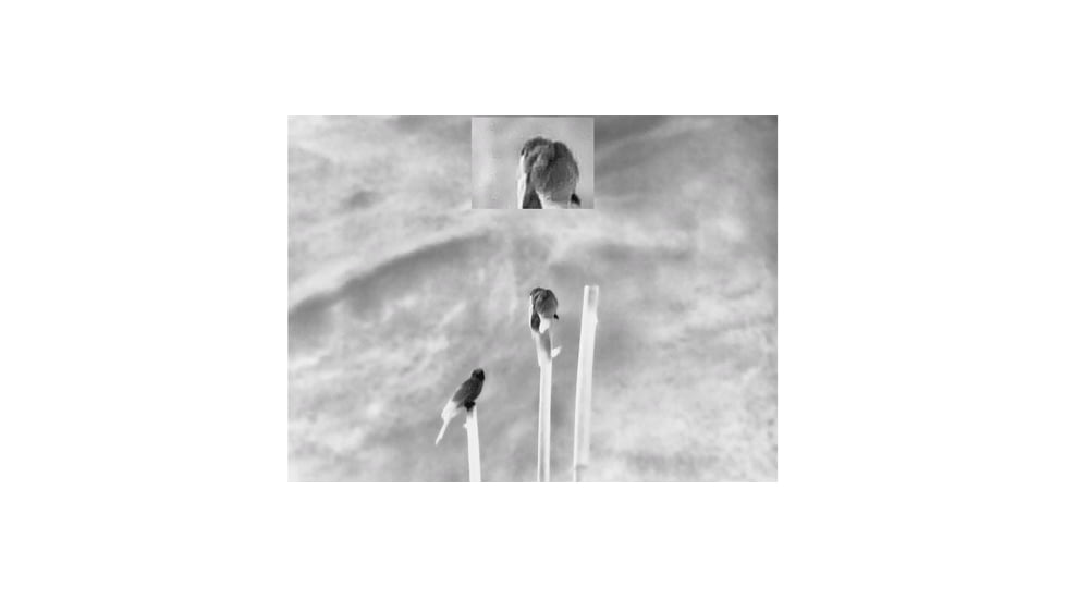 Guide Sensmart TN series LRF TN650 2.8-22.4x50mm Thermal Binocular, 640x480, Black, TN650LRF