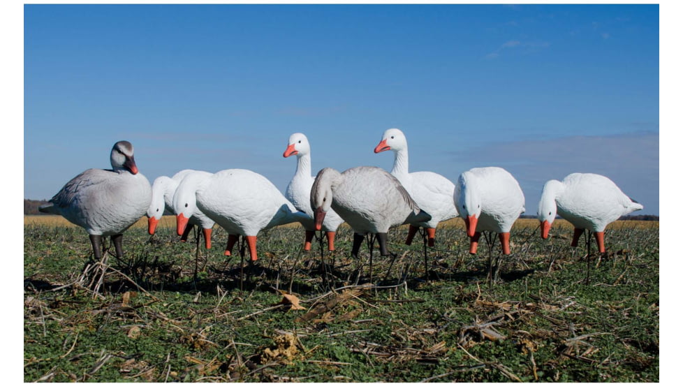 Higdon Outdoors APEX Full-Size Full-Body Variety Pack Decoy, Snow/Juvenile, 72338