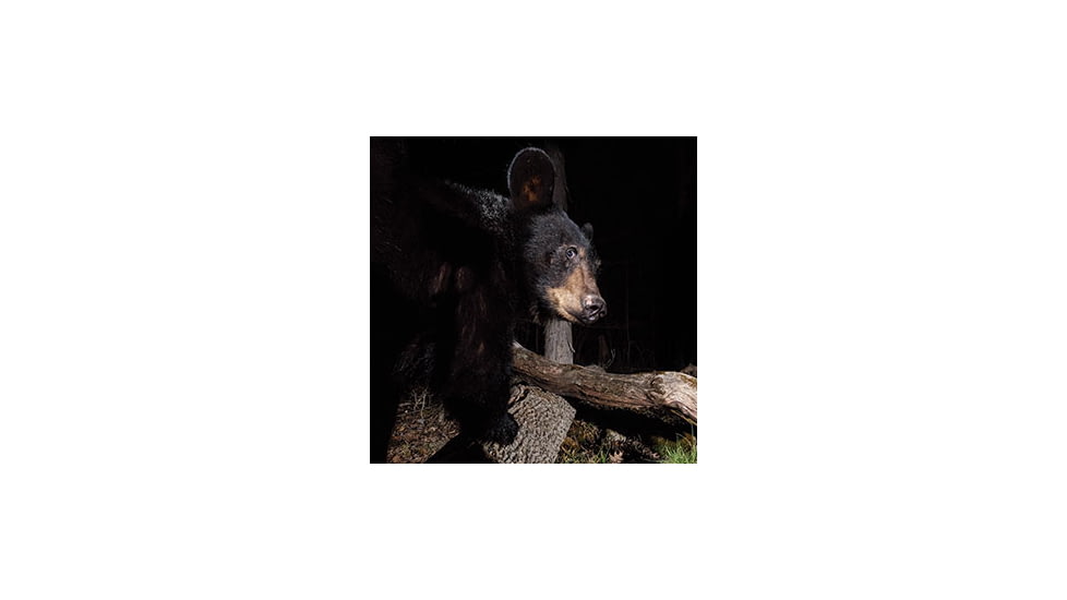 This black bear never saw it coming.