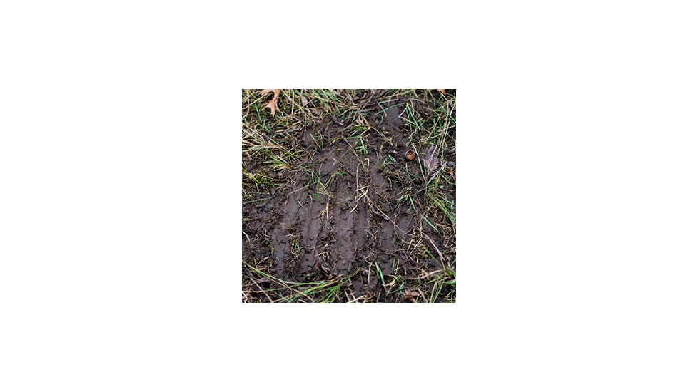 Deer scrape on the ground.