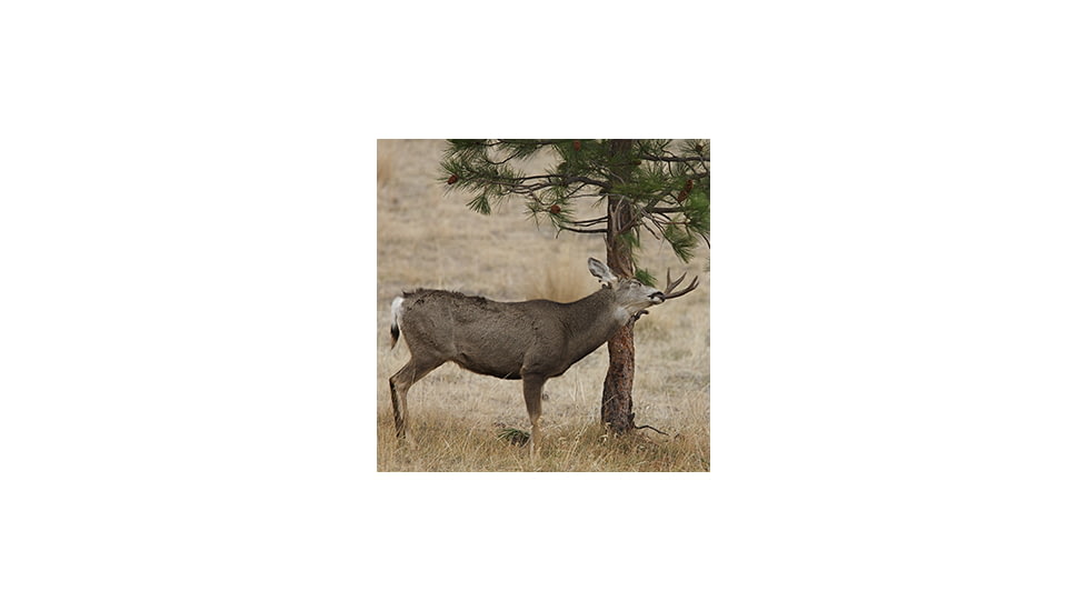 Mule deer scraping.