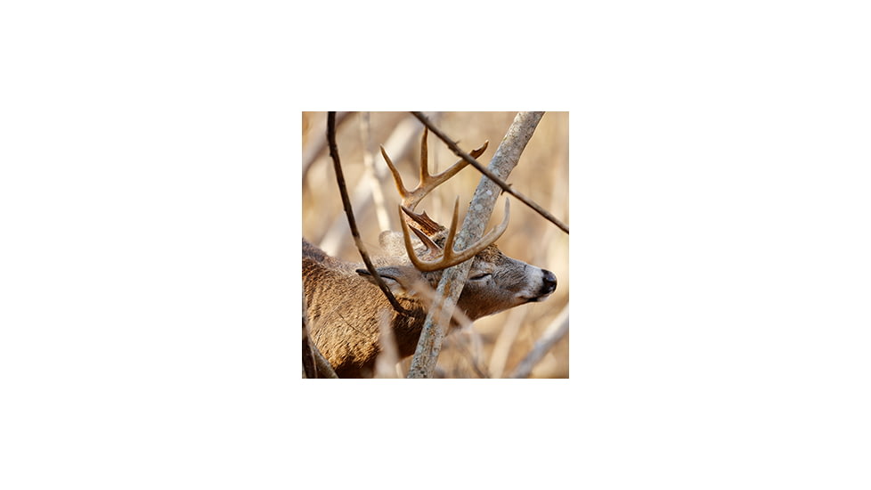 Whitetail scraping.