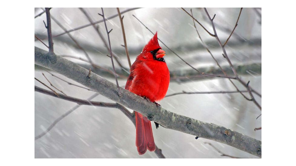 iCanvas Cardinal Bird by Unknown Artist Canvas Print, Multi, 18x12 1-1PC3-18x12