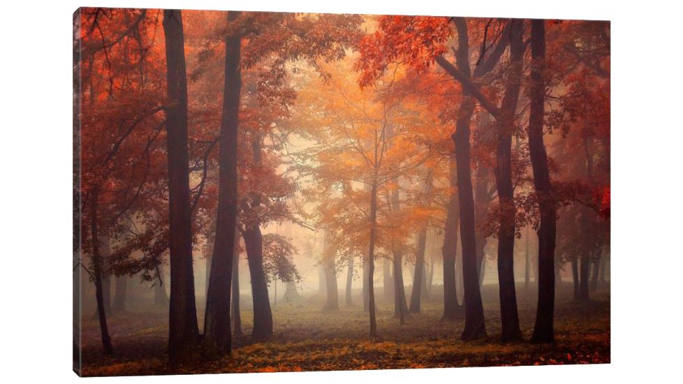 iCanvas Feel by Ildiko Neer Canvas,26x18, 18 x 26 OXM332-1PC3-26x18