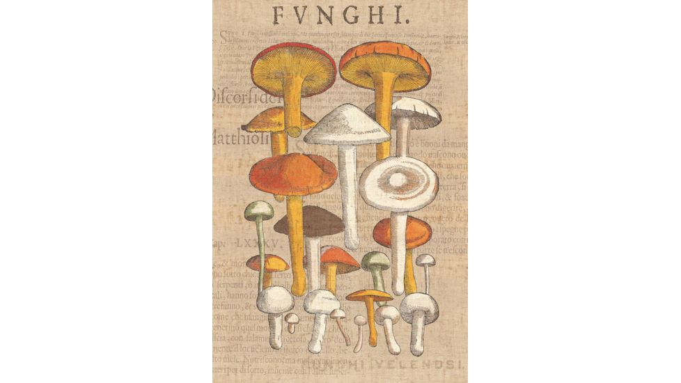 iCanvas Funghi Velenosi II By Wild Apple Portfolio Canvas Print, Multi, 40x26x0.75 WAC1972-1PC3-40x26