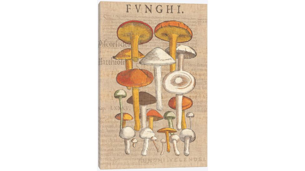 iCanvas Funghi Velenosi II By Wild Apple Portfolio Canvas Print, Multi, 40x26x0.75 WAC1972-1PC3-40x26