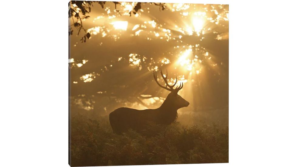 iCanvas Ghost Of The Forest by Greg Morgan Canvas Print, 26 x 26 OXM640-1PC3-26x26