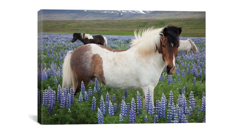 iCanvas Icelandic Horses In A Meadow Of Nootka Lupines, Varmahlid, Skagafjordur, Nordurland Vestra, Iceland by Gareth McCormack Canvas Print, Multi, 12 x 18 GAR50-1PC3-18x12