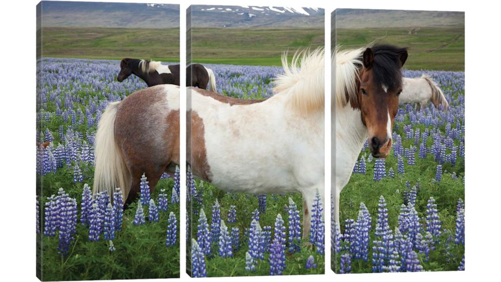 iCanvas Icelandic Horses In A Meadow Of Nootka Lupines, Varmahlid, Skagafjordur, Nordurland Vestra, Iceland by Gareth McCormack Canvas Print, Multi, 40 x 60 GAR50-3PC3-60x40