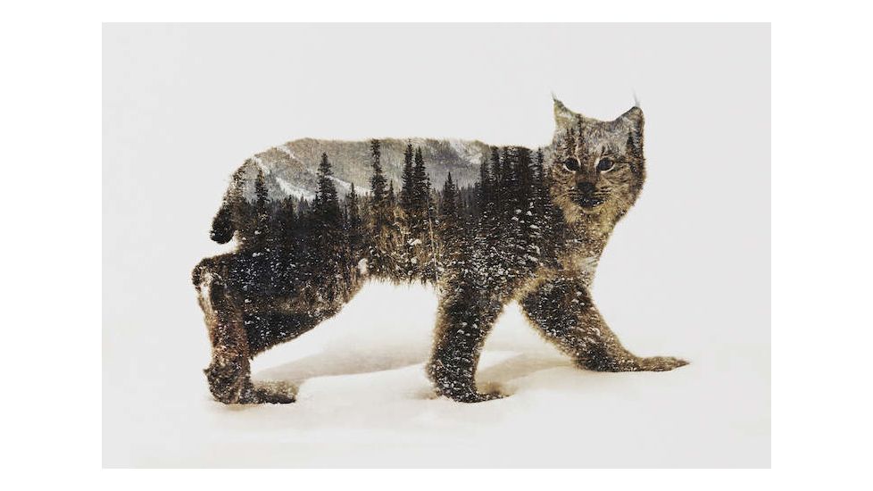 iCanvas Lynx II by Andreas Lie Canvas Print, Multi, 18x12 ALE86-1PC3-18x12