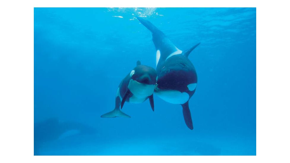 iCanvas Orca Mother And Newborn Baby, Sea World, Kamogawa, Japan by Hiroya Minakuchi Canvas Print, Multi, 18x12 HIM23-1PC3-18x12