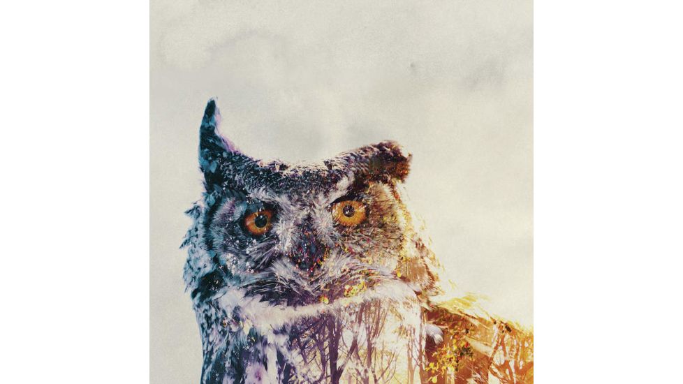 iCanvas Owl by Andreas Lie Canvas Print, Multi, 18x18 ALE107-1PC3-18x18