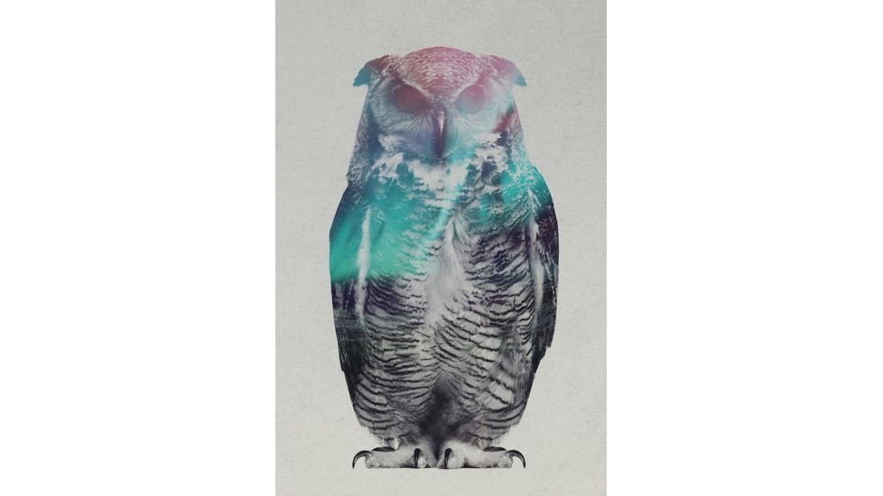 iCanvas Owl by Andreas Lie Canvas Print, Multi, 18x12 ALE156-1PC3-18x12