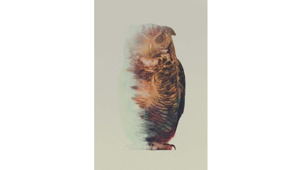 iCanvas Owl by Andreas Lie Canvas Print, Multi, 18x12 ALE87-1PC3-18x12