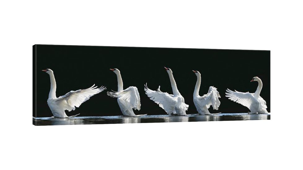 iCanvas The 7 Swans by Jeanette Rosenquist Canvas,36x12, 12 x 36 OXM698-1PC3-36x12