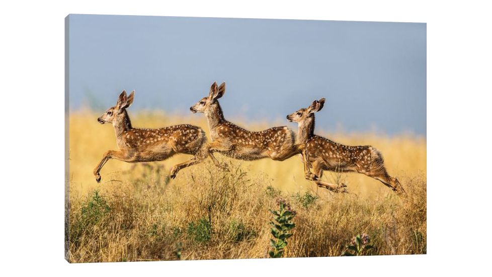iCanvas Tripple Jump by verdon Canvas Print, 18 x 26 OXM1043-1PC3-26x18