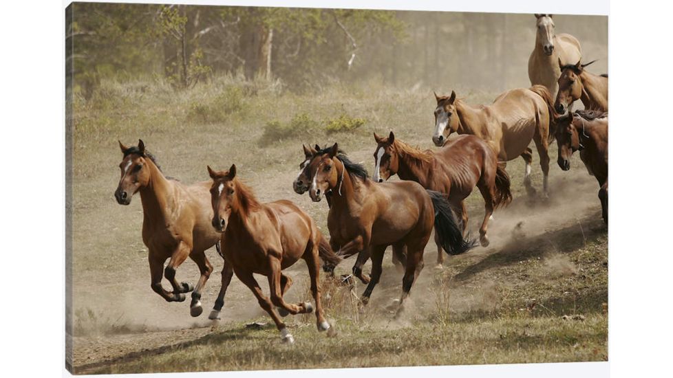 iCanvas Western Ranch Wild Mustangs Canvas Giclee Art Print, Multi, 40x26x0.75 51-1PC3-40x26
