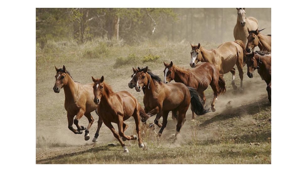 iCanvas Western Ranch Wild Mustangs Canvas Giclee Art Print, Multi, 40x26x0.75 51-1PC3-40x26