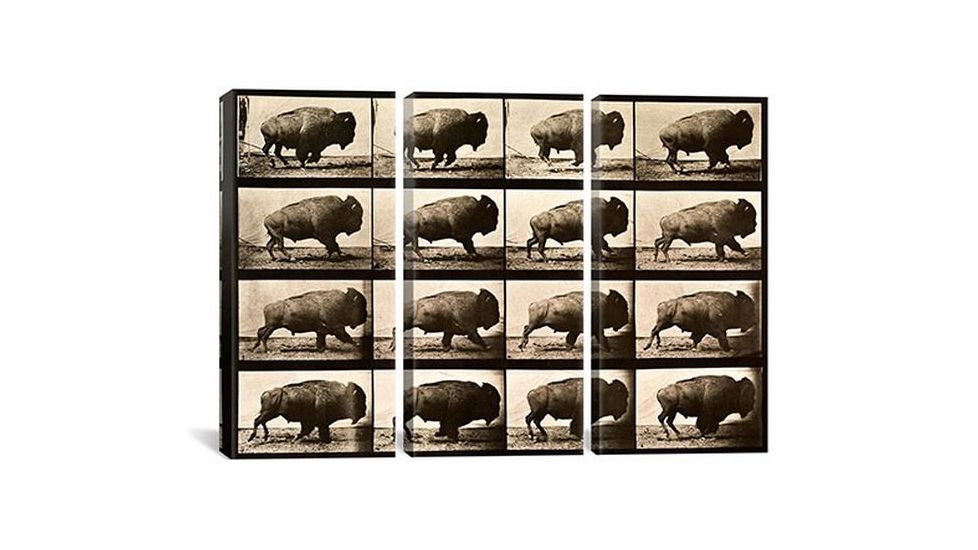 iCanvas Buffalo Running, Animal Locomotion Plate 700 Canvas Print, Multi, 60x40x0.75, 3P PCA459-3PC3-60x40
