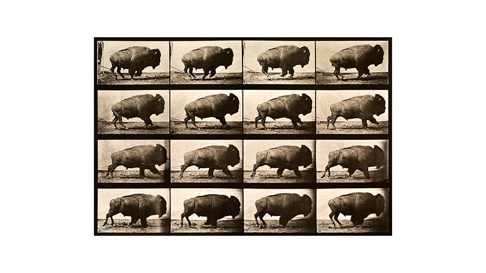 iCanvas Buffalo Running, Animal Locomotion Plate 700 Canvas Print, Multi, 26x18x0.75 PCA459-1PC3-26x18