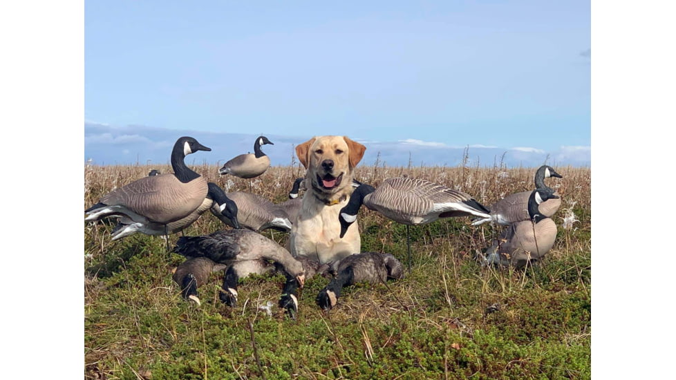 Mayhem Decoys by Heavy Hauler Outdoor Gear Canada Lesser Decoy, 6 Pack, Flocked Head, 0147CFL