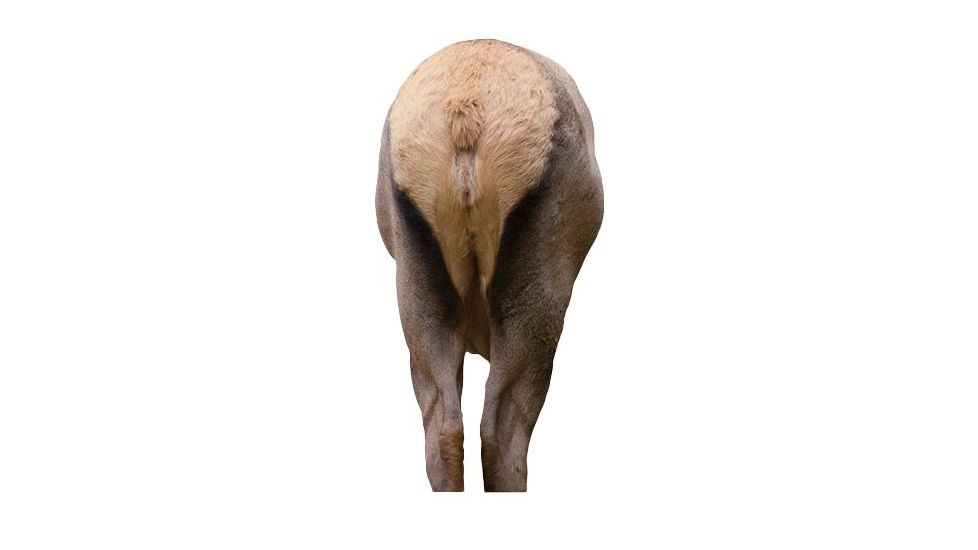 elk rump decoy, brown