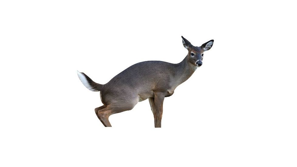 estrus betty decoy