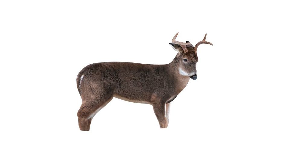 freshman deer buck decoy, brown