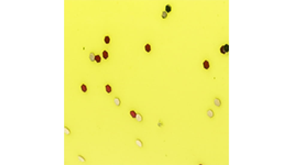 Lew's MACH 1 Spinning Reel and Rod Combo, 6ft, 1-PC IM7 Graphite Rod, Ultra-Light, Fast, SZ 100 Reel, 9+1 Bearings, 5.2-1 Ratio, White/Black/Gray/Green, MH1060ULSG3