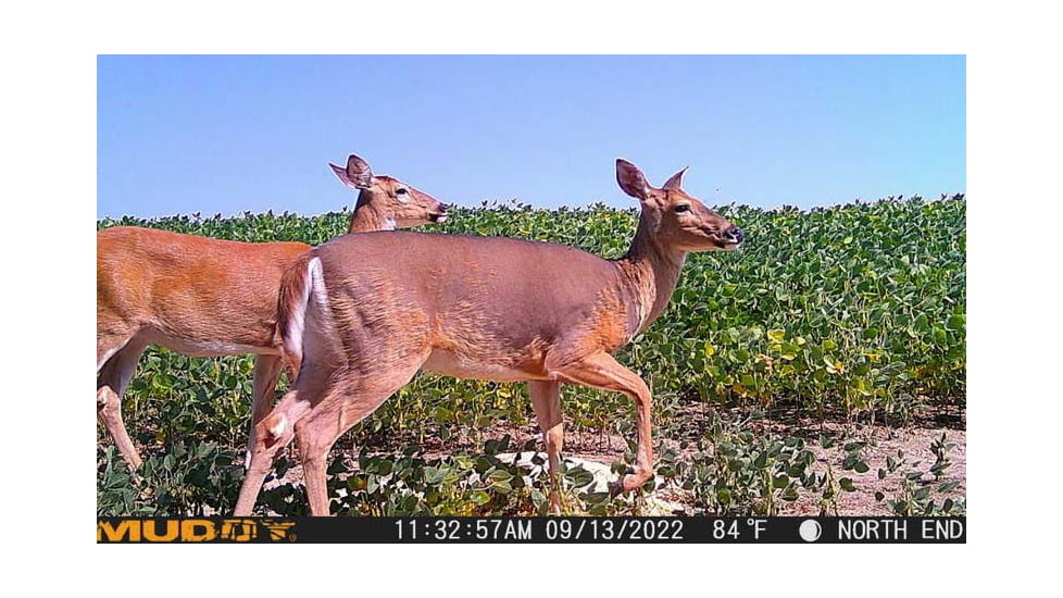 Muddy MUD-MTGTR Brown