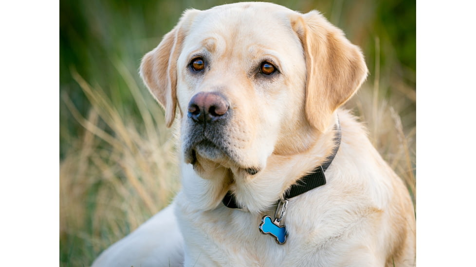 Nite Ize Microlink Pet Tag Carabiner - 2 Pack - TL-11-2R3